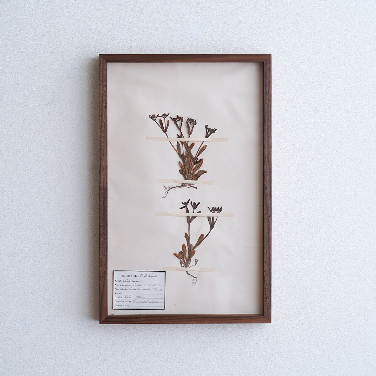 アンティーク植物標本 (フランス)　SANO別注