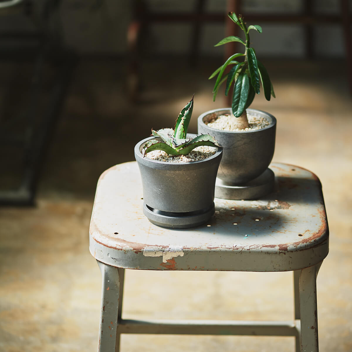 PLANTER ”CRIS”