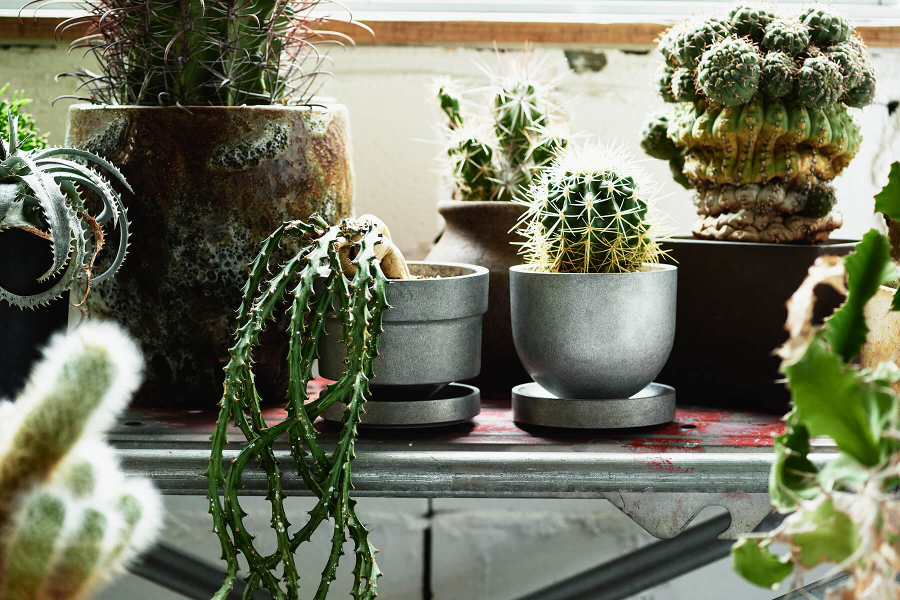 PLANTER ”GORDIE”