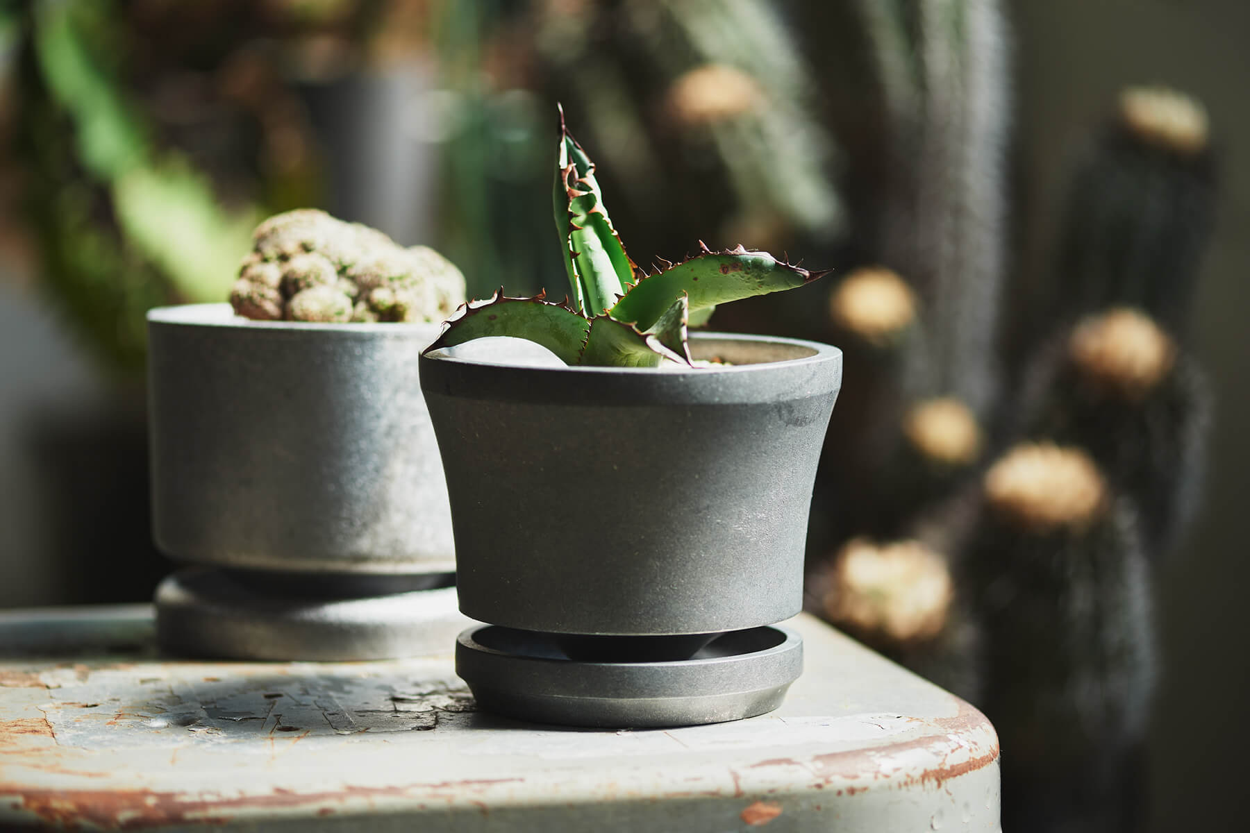 PLANTER ”CRIS”